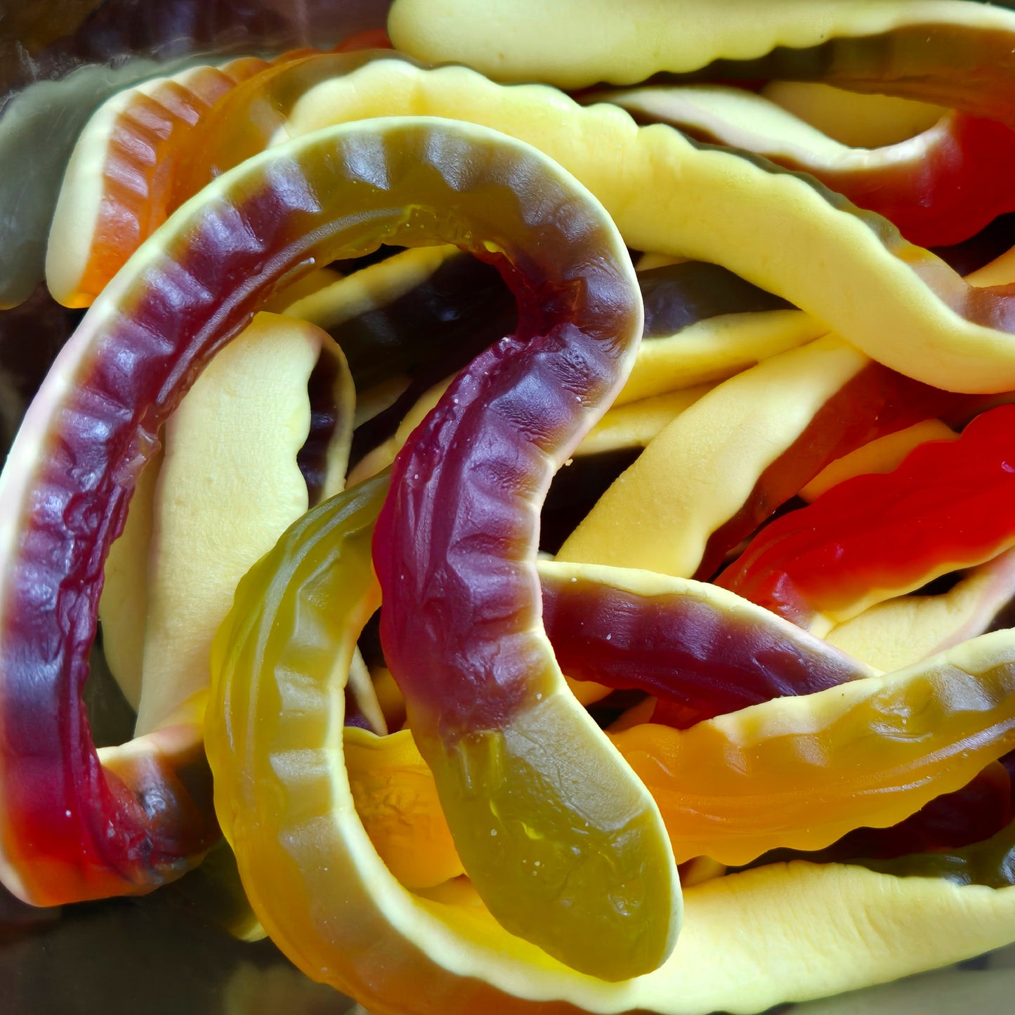 Yellow Belly Snakes